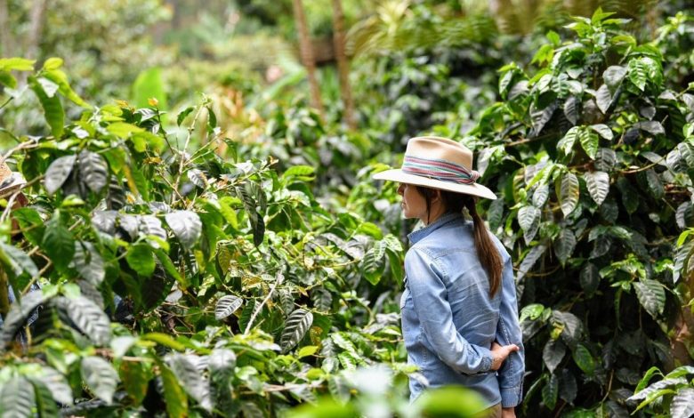 Direct trade káva: Radosti a úskalia boja o exkluzívne zrno